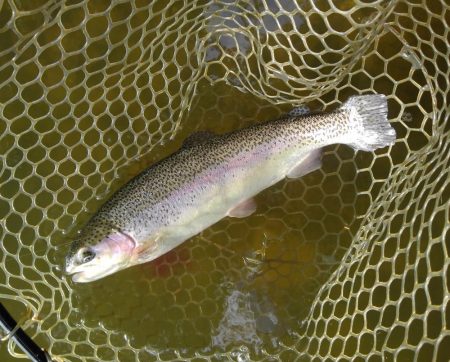 大安トラウトレイク 釣果